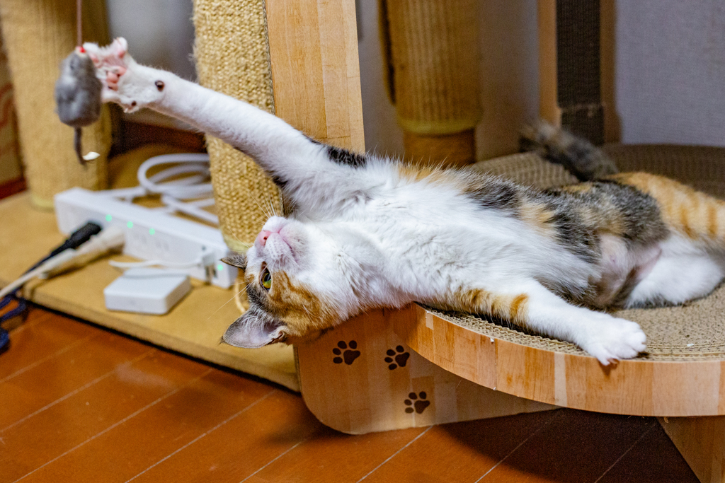長いおてて。