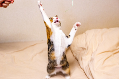 立ち上がれ、子猫。