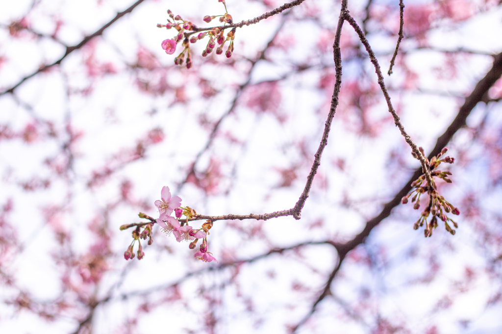 冬桜。