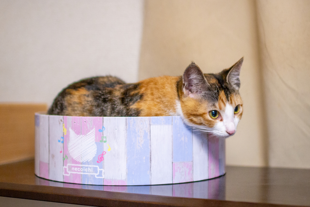 こはるちゃん専用ベッド。