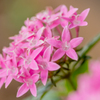 ピンクの花。