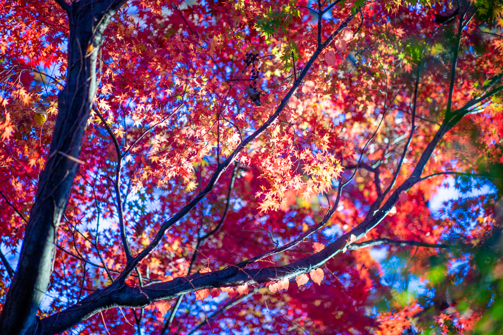 紅葉と青空。