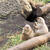 プレーリードッグちゃん。