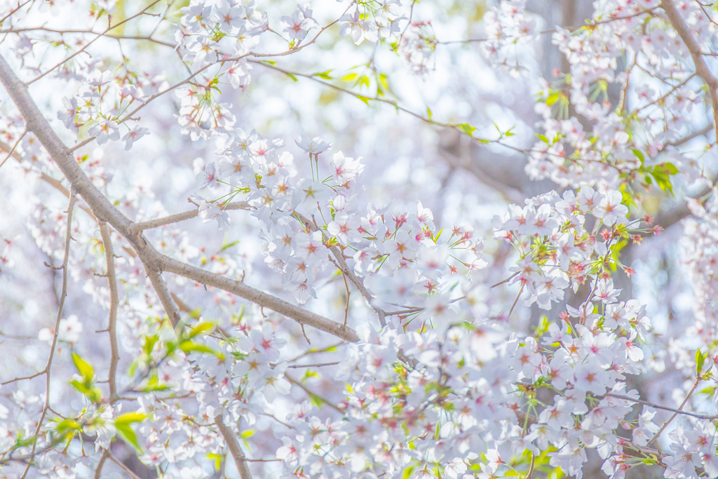 桜も見納め。