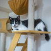キャットタワーの上でおすまし。