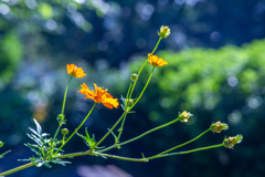 小さな光の花。