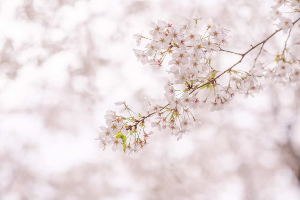 空を染める花。