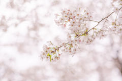 空を染める花。