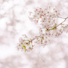 空を染める花。
