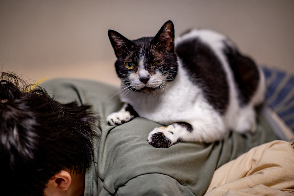 偉そうな猫時間。