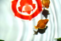 梅田アートアクアリウム２