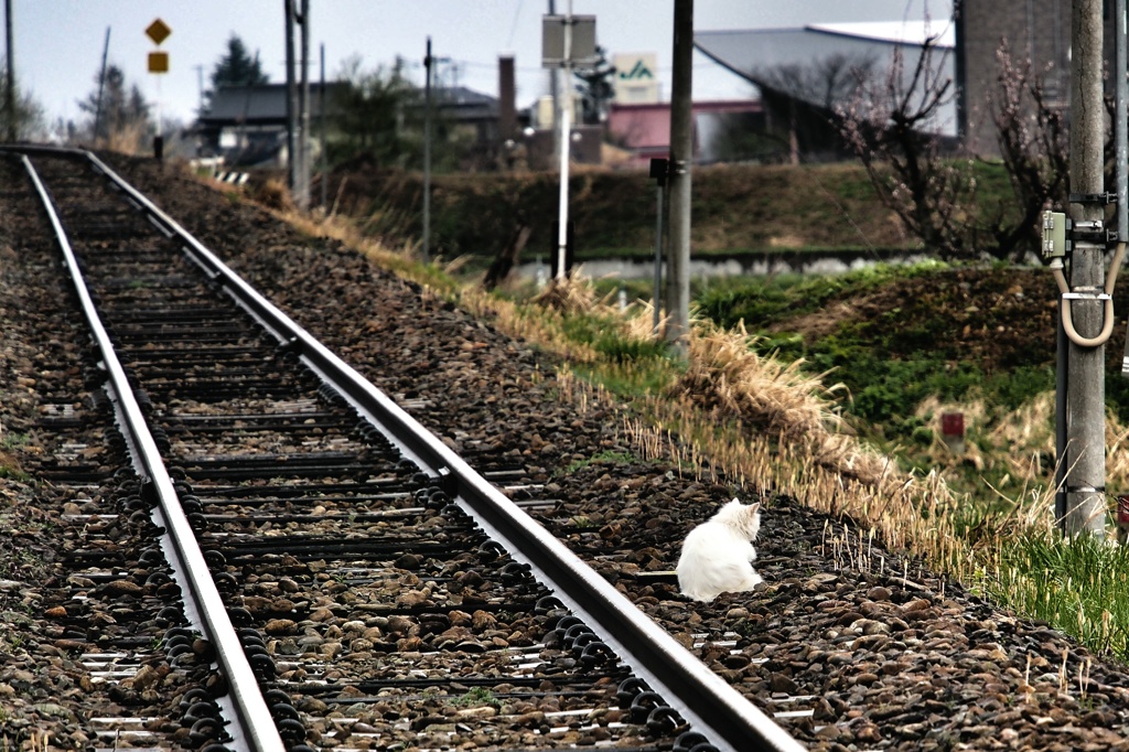 猫と線路とJAと