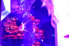 梅田アートアクアリウム