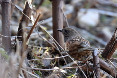 カヤクグリ