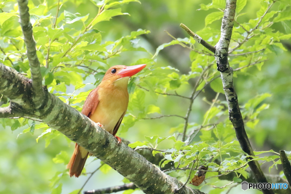 2000807013　アカショウビン