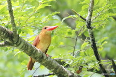 2000807013　アカショウビン