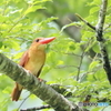 2000807013　アカショウビン