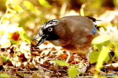 カケス