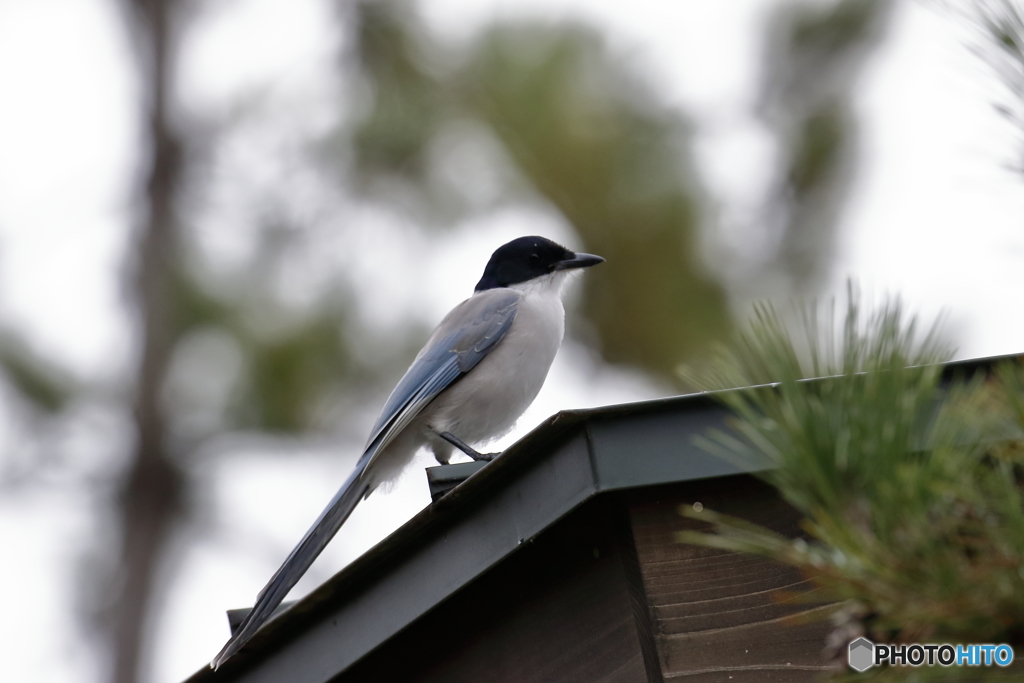 _C4A0471　オナガ