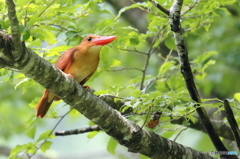 2000807033　アカショウビン