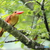 2000807033　アカショウビン