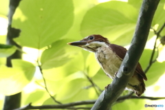 アカショウビン