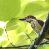 アカショウビン