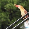 2000805943　アカショウビン
