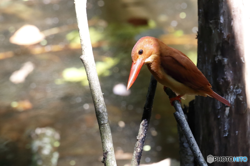 アカショウビン