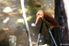 アカショウビン