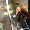 アカショウビン
