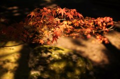 色付き始めた季節