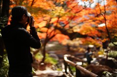 ｷﾗｷﾗ思い出紅葉