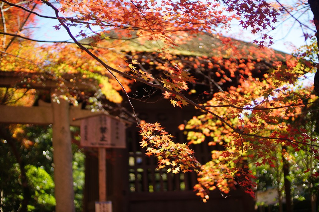 蓮華寺