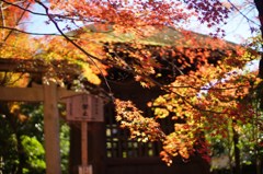 蓮華寺