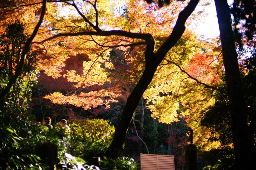 寂光院　参道