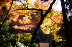 寂光院　参道