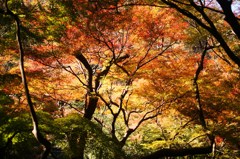寂光院　参道