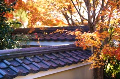 紅染まりゆく秋