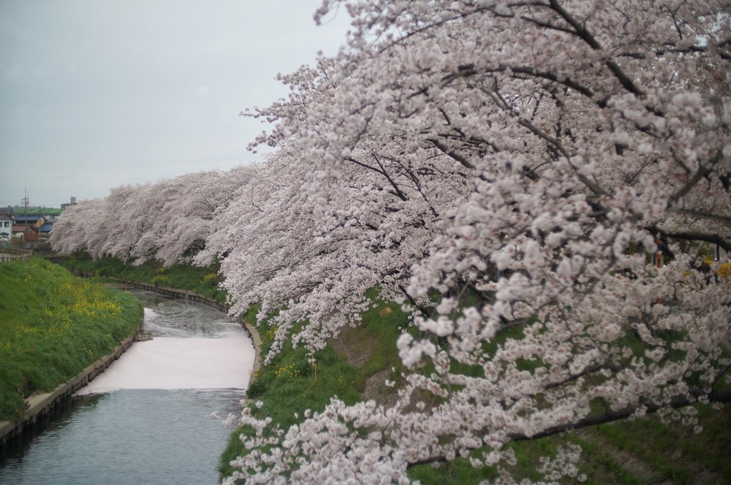 五条川