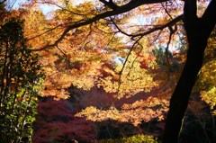 寂光院　参道