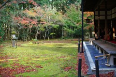 2015.11.27 kyoto 高桐院