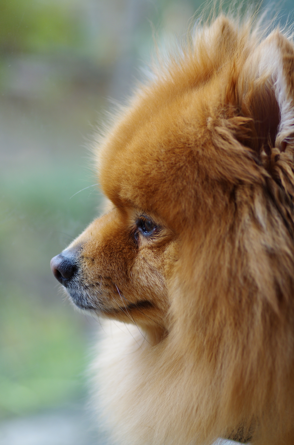 愛犬の肖像