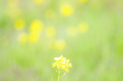 菜の花