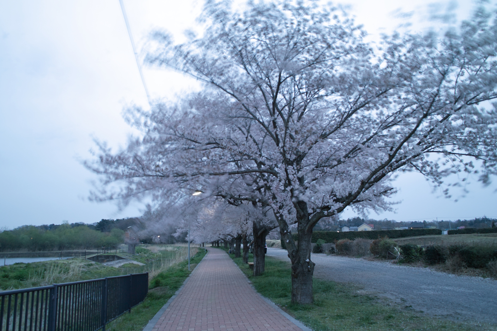 桜