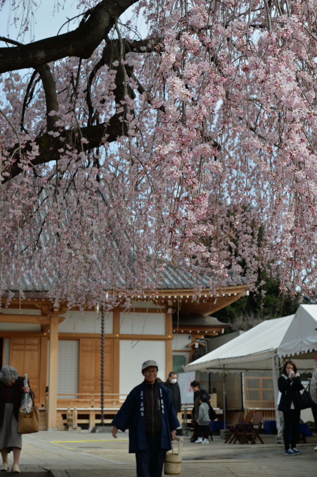 桜2