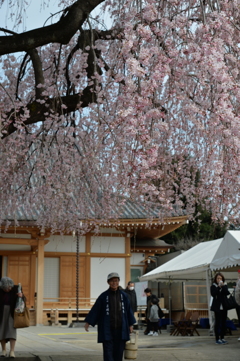 桜2