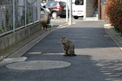 路地の王様