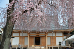 桜1