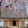桜1